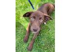 Adopt Billie a Brown/Chocolate - with White Retriever (Unknown Type) / Mixed