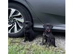 Adopt Toph and Katara a Black Golden Retriever / Australian Cattle Dog / Mixed