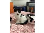Adopt Margeaux a Black & White or Tuxedo Domestic Shorthair / Mixed (short coat)