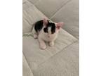 Adopt Dua a Black & White or Tuxedo American Bobtail / Mixed (short coat) cat in