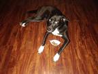 Adopt Kwanza a Black - with White Labrador Retriever / Mixed dog in Charlotte