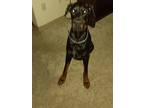 Adopt Rocky a Black - with Tan, Yellow or Fawn Doberman Pinscher / Mixed dog in