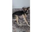 Adopt Saoirse a Black - with Tan, Yellow or Fawn German Shepherd Dog / Mixed