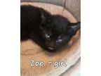 Adopt Zoe a All Black Domestic Shorthair / Mixed cat in Libertyville