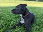 Adopt Stella a Black - with White Mutt / Mixed dog in Columbus, OH (41513492)