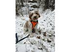 Adopt Owen a White - with Brown or Chocolate Goldendoodle / Mixed dog in Hunter