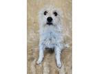 Adopt Newton a Tan/Yellow/Fawn Terrier (Unknown Type, Small) / Cairn Terrier /