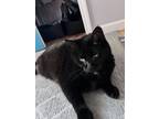 Adopt Koko a All Black Domestic Mediumhair / Mixed (medium coat) cat in
