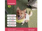Adopt Cooper (D) a Tan/Yellow/Fawn - with White Shiba Inu / Jindo / Mixed dog in