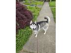 Adopt Kai a White - with Black Husky / Mixed dog in Forest Grove, OR (41493594)