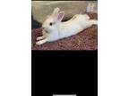 Adopt Demi a White Lionhead / Mixed rabbit in North Port, FL (41513506)
