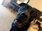 Adopt Sirius a Black Labrador Retriever / Mixed dog in Jonestown, PA (41477267)