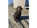 Adopt Tig a Brown/Chocolate Chesapeake Bay Retriever / Mixed dog in Wasilla