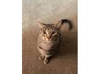 Adopt Simba a Tan or Fawn Tabby Tabby / Mixed (short coat) cat in Staten Island