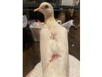 Adopt Alma a White Dove bird in San Francisco, CA (41505623)