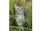 Adopt Storm a Tiger Striped Domestic Longhair / Mixed (medium coat) cat in West