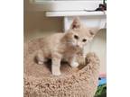 Adopt MCCRISPY a Domestic Shorthair / Mixed (short coat) cat in Sandusky