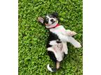 Adopt Champ a Terrier (Unknown Type, Small) / Mixed Breed (Medium) / Mixed dog