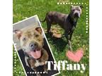 Adopt Tiffany a American Pit Bull Terrier / Mixed Breed (Medium) / Mixed dog in