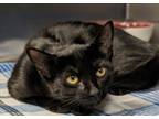 Adopt Jean Stapleton a Domestic Shorthair / Mixed (short coat) cat in Ocala