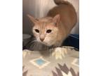Adopt Hope a Domestic Shorthair / Mixed (short coat) cat in Ocala, FL (41505509)