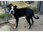 Adopt Mazie a Black - with White Pit Bull Terrier / Boxer / Mixed dog in Marion