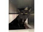 Adopt Lillith a All Black Domestic Shorthair / Mixed (short coat) cat in Marion