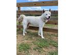 Adopt Murray a Husky / Mixed dog in Wauchula, FL (41505661)