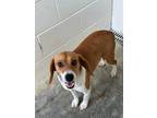 Adopt Dexter a Beagle / Mixed dog in Carrollton, KY (41513434)