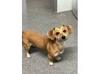 Adopt Willie a Dachshund / Terrier (Unknown Type, Small) / Mixed dog in