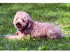 Adopt Albert a Red/Golden/Orange/Chestnut Poodle (Miniature) / Mixed dog in