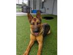 Adopt Ridley a Brown/Chocolate - with Black German Shepherd Dog / Mixed dog in