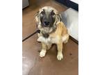 Adopt Budlee a Anatolian Shepherd / Great Pyrenees / Mixed dog in Chico