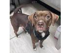 Adopt Mazikeen a Brown/Chocolate Beagle / Pit Bull Terrier / Mixed dog in