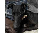 Adopt Snuggie Jessie (Jessie) a Greyhound / Mixed dog in Glen Ellyn