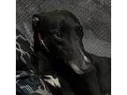 Adopt Nothing On You (Mo) a Greyhound / Mixed dog in Glen Ellyn, IL (41505587)