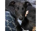 Adopt Quarrymount Sox (Sox) a Greyhound / Mixed dog in Glen Ellyn, IL (41505585)