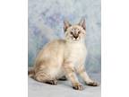 Adopt Rowan a Domestic Shorthair / Mixed (short coat) cat in Gilbert