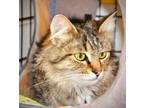 Adopt Bailey a Domestic Longhair / Mixed (short coat) cat in Brigham City -