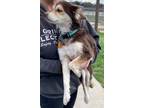 Adopt Bella a Australian Shepherd / Border Collie / Mixed dog in Brownwood
