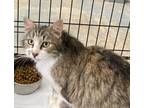Adopt Misty a Domestic Mediumhair / Mixed (short coat) cat in Brownwood