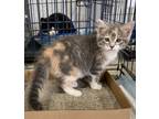 Adopt Smores a Calico / Mixed (short coat) cat in Brownwood, TX (41505548)