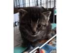 Adopt Teagan a Domestic Shorthair / Mixed (short coat) cat in Brownwood