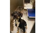 Adopt Vader a Mountain Cur / Mixed Breed (Medium) / Mixed dog in Rockport