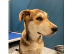 Adopt Lavern a Mixed Breed (Medium) / Mixed dog in WILSON, NC (41513324)