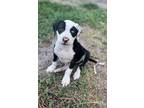 Adopt Julie a Hound (Unknown Type) / Mixed Breed (Medium) / Mixed dog in