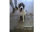 Adopt MO a Akita / Shepherd (Unknown Type) / Mixed dog in Lindsay, CA (41481791)