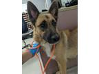 Adopt SWEETIE PIE a Shepherd (Unknown Type) / Mixed dog in Lindsay
