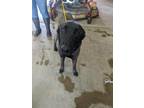 Adopt Ash a Belgian Malinois / Mixed dog in Lindsay, CA (41513273)