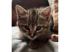 Adopt Ginny a Abyssinian / Mixed (long coat) cat in Buford, GA (41513265)